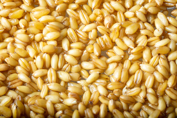 germinated wheat grain sprouts texture background flat overhead view closeup