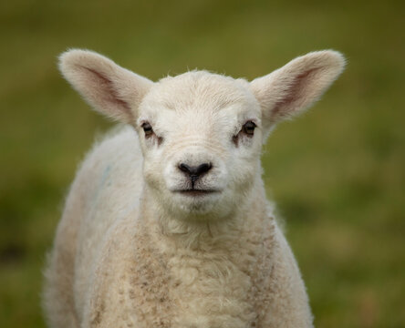 young lamb looking towards the camera