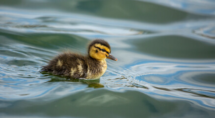 duckling swimming in pond