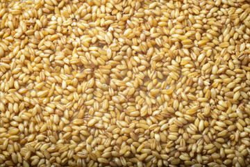 germinated wheat grain sprouts texture background flat overhead view closeup