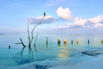 Large bird on a dry tree on the shore of holbox beach, sky background with spectacular clouds, with...