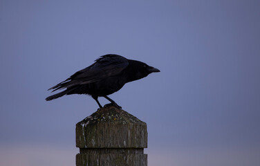 Crow perched on a wooden post