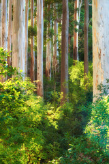 Summer nature growth in a green forest. Low angle landscape of many trees in a remote woods with wild plants and vines growing on the ground. Beautiful foliage in an eco friendly environment