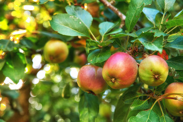 Closeup of red and green apples ripening on a tree in a sustainable orchard on farm in a remote countryside. Growing fresh, healthy fruit produce for nutrition and vitamins on agricultural farmland