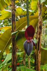 Banana flower. Beautiful plant in the botanical garden of the city of La Orotava, in Tenerife,...