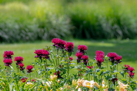 Selective focus of red flowers Scarlet beebalm in the garden with green leaves, Monarda didyma, Oswego tea, or bergamot is an aromatic herb in the family Lamiaceae, Nature floral background.
