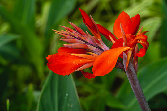 Canna indicates. Beautiful ornamental plant with red flowers. Used in gardening.