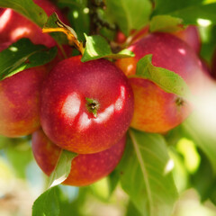 Closeup of red apples ripening on a tree with vibrant leaves in a sustainable orchard on a farm in remote countryside. Growing fresh, healthy fruit produce for nutrition on an agricultural farmland