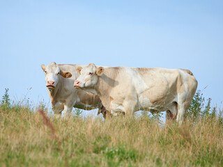 Raising and breeding livestock cattle on a farm for beef and dairy industry. Landscape animals on pasture or grazing land. Two white cows standing on a field in rural countryside with copy space.