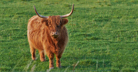 Angry and dangerous bull with huge horns standing in field. Startled cow staring ahead about to...