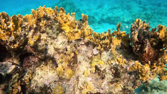 Coral underwater in the Caribbean Sea in Cayman Islands