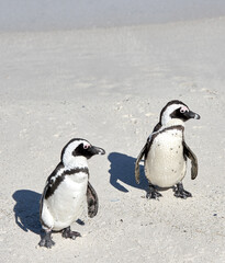 Naklejka premium Two black footed African penguins standing on a sandy beach in a breeding colony and coast conservation reserve. Cute endangered waterbirds, aquatic sea and ocean wildlife, protected for tourism
