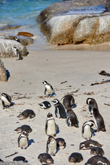 Black footed African penguin colony on Boulders Beach breeding coast and conservation wildlife reserve in South Africa. Group of protected, endangered, aquatic sea and ocean waterbirds for tourism