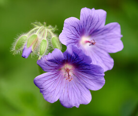 Closeup of purple or blue geranium flowers growing in a botanical garden on a sunny day outdoors. Beautiful plants with vibrant violet petals blooming and blossoming in spring in a lush environment