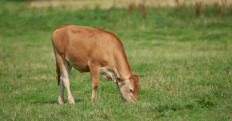 Naklejka na ściany i meble Brown calf eating and grazing on green farmland in the countryside. Cow or livestock standing on an open, empty and secluded lush grassy field or meadow. Animal in its natural pasture or environment.