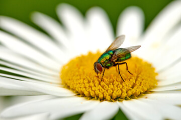 Common green bottle fly pollinating a white daisy flower outdoors. Closeup of one blowfly feeding off nectar from the yellow pistil on a marguerite plant. Macro of an insect and bug in an ecosystem
