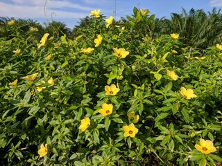 Damiana Flower (Turnera Ulmifolia) blooming in the morning