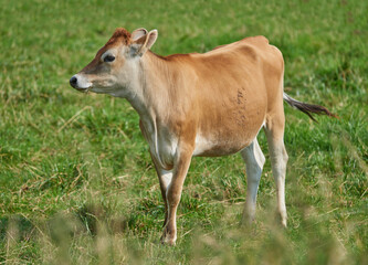 Naklejka na ściany i meble One brown and white cow on a green field in a rural countryside with copy space. Raising and breeding livestock cattle on a farm for the beef and dairy industry. Landscape with animals in nature