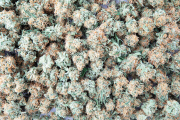 Cannabis Buds Texture