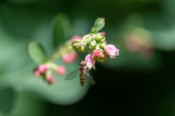 Episyrphus balteatus - Marmalade Hoverfly - Syrphe ceinturé