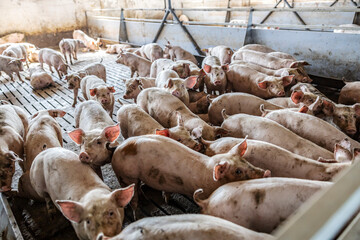 Pig farming, breeding, and livestock. Lots of pigs standing, sniffing around, and eating in their...