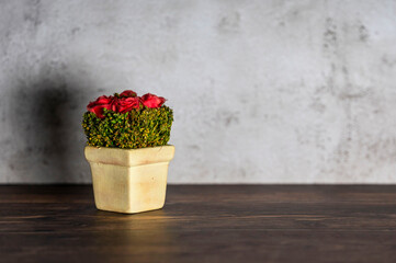 roses in a pot against concrete background