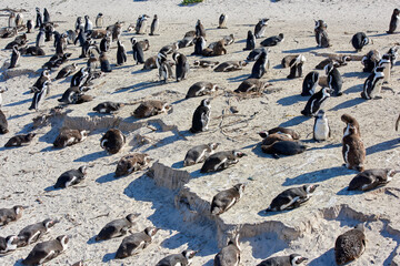Fototapeta premium Black footed African penguin colony on Boulders Beach breeding coast and conservation reserve in South Africa. Group of protected endangered waterbirds and aquatic sea and ocean wildlife for tourism