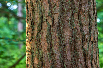 Moss and algae growing on a big tree trunk in a park or garden outdoors. Closeup of brown wooden texture on old bark in a natural landscape on a sunny day in a remote and peaceful meadow or forest