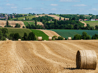Fototapeta premium Cylinder-shaped hay bales in the fields of Alsace.