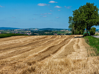 Field after harvesting wheat and hay. Natural agriculture.