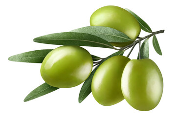 Olive branch with four green olives, isolated on white background