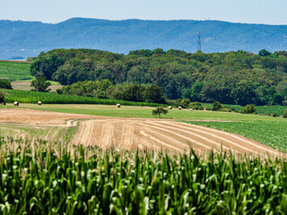 Cylinder-shaped hay bales in the fields of Alsace.