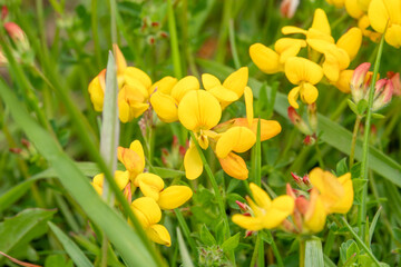 close-up of Bird’s-Foot Trefoil flowers (Lotus corniculatus)