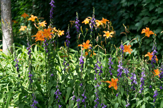 orange lilies and Campanula rapunculoides (purple flowers) in part shade and sun