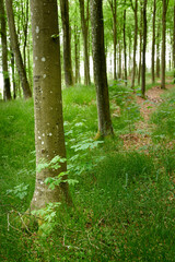 A beautiful bright forest with lush green trees, plants and grassy meadow in spring. The landscape of the woods with greenery outdoors on a summer afternoon. Peaceful and scenic view of woodlands