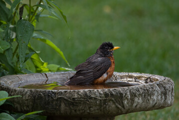 American Robin (Turdus migratorius) sits in a birdbath after taking a bath on a hot July day in southern Michigan