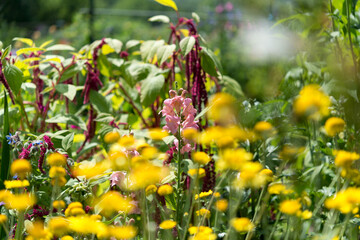 flowers in the garden