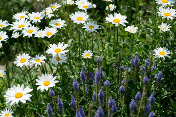 Fototapeta premium field of daisies