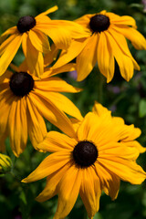 yellow flowers in the garden