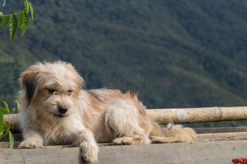 Shih Tzu dog on resting time in the yard