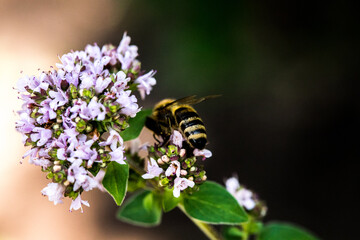 A bee collects pollen from a flower. A bee sits on a flower on a blurred background