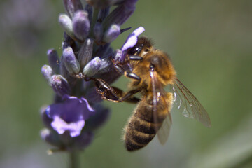 bee on lavender
