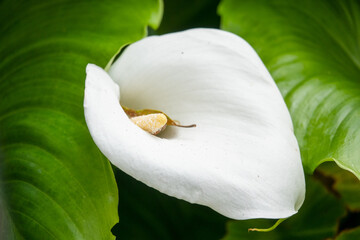 close up of beautiful calla lily (Arum Zantedeschia aethiopica)