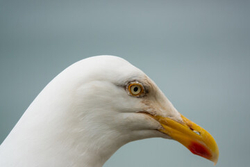detailed close up portrait of a European Herring Gull (Larus argentatus)