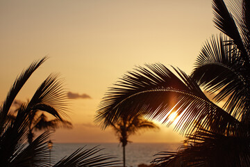 Fototapeta na wymiar Palm trees at sunset with a twilight sky and sea across the horizon in the background with copy space in La Palma, Canary islands, Spain. Peaceful tropical landscape to enjoy an exotic summer holiday