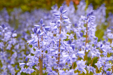 Field of vibrant flowers in a meadow outside in spring. Stunning purple blooms of bluebells or hyacinth in a wild .blurred field. Closeup view of a colorful nature scene in a garden or countryside