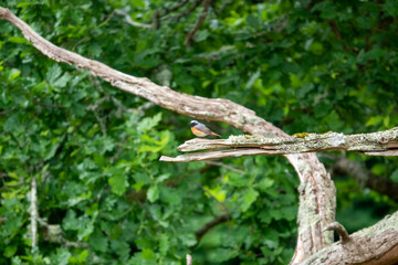 a common redstart (Phoenicurus phoenicurus) perched on the end of bare wood branch