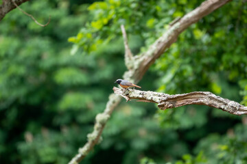 a common redstart (Phoenicurus phoenicurus) perched on the end of bare wood branch