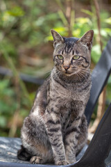a cat on the black chair
