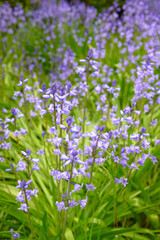 Obraz na płótnie Canvas Closeup of spanish bluebell flowers or hyacinthoides non scripta blossoming in nature during spring. Closeup of bulbous and perennial purple plants with vibrant petals thriving in a garden outdoors